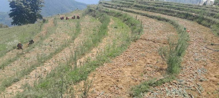 पहाडको प्याजले तराईको बजार ओगट्दै​